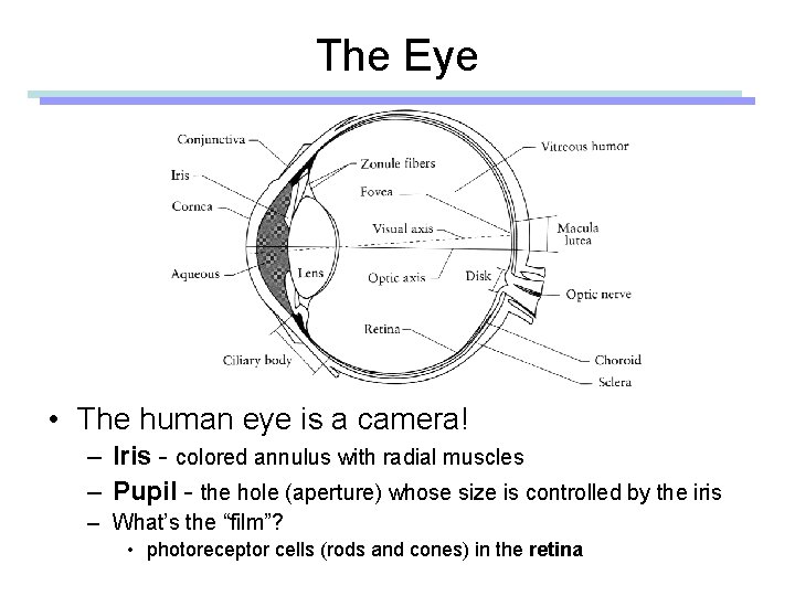 The Eye • The human eye is a camera! – Iris - colored annulus