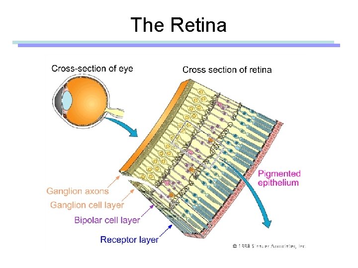 The Retina 