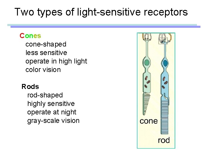 Two types of light-sensitive receptors Cones cone-shaped less sensitive operate in high light color