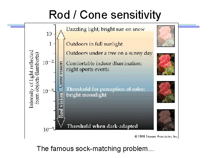 Rod / Cone sensitivity The famous sock-matching problem… 
