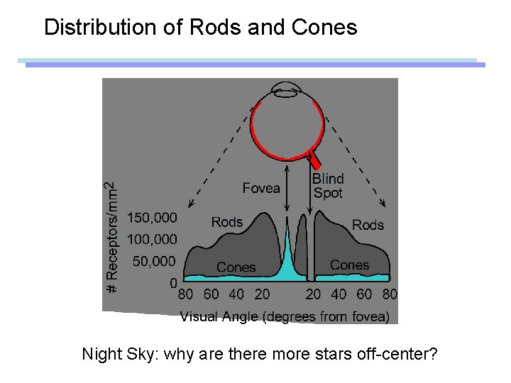 Distribution of Rods and Cones Night Sky: why are there more stars off-center? ©