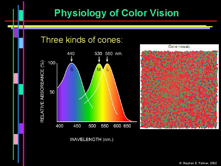 Physiology of Color Vision Three kinds of cones: © Stephen E. Palmer, 2002 