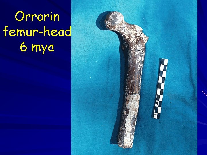 Orrorin femur-head 6 mya 