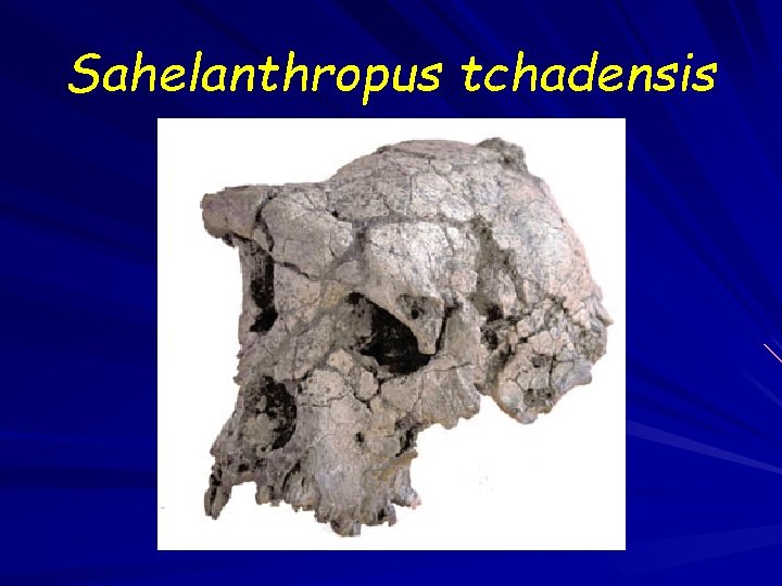 Sahelanthropus tchadensis 