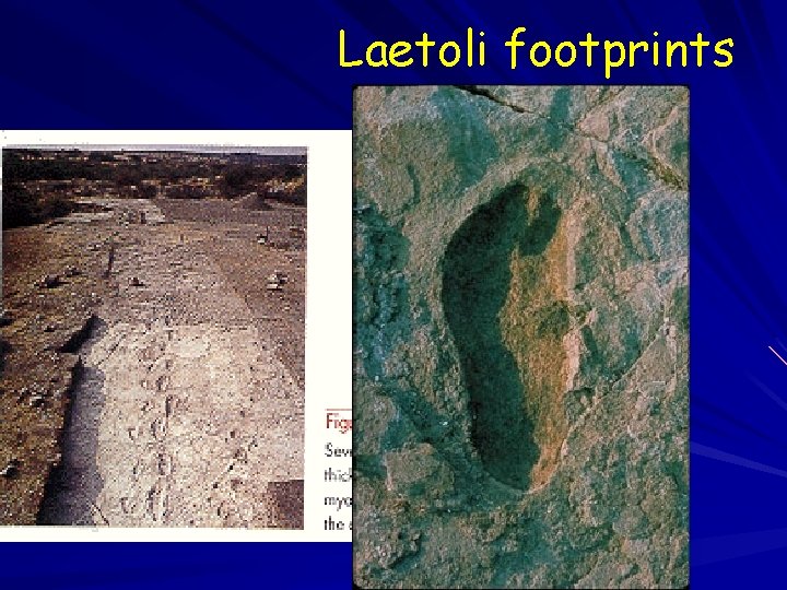Laetoli footprints 