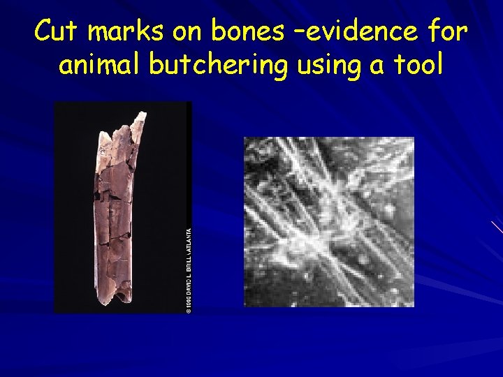 Cut marks on bones –evidence for animal butchering using a tool 