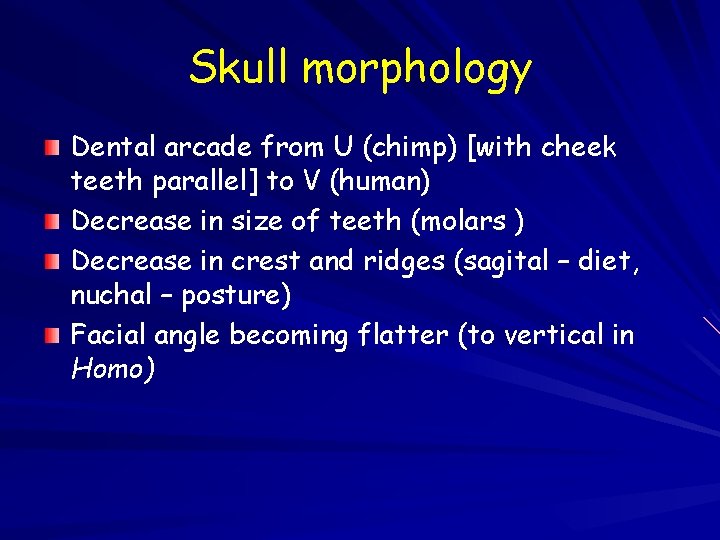 Skull morphology Dental arcade from U (chimp) [with cheek teeth parallel] to V (human)