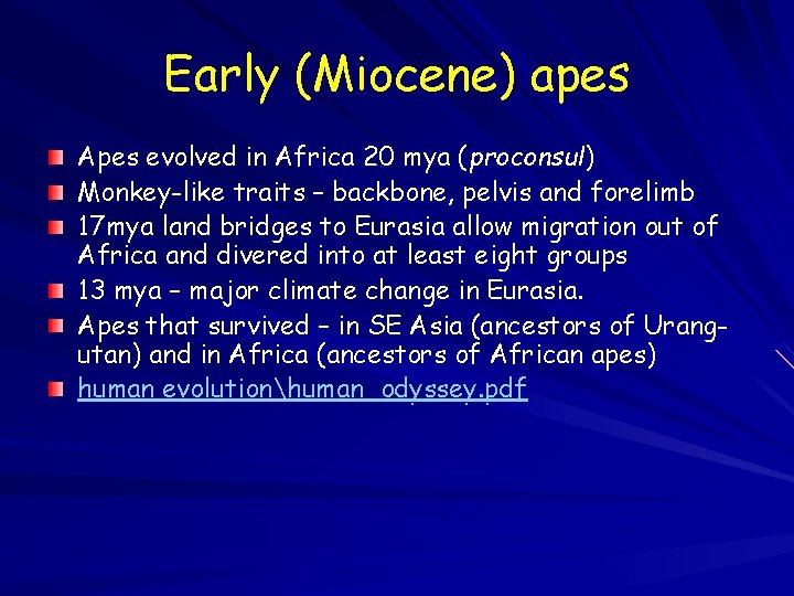 Early (Miocene) apes Apes evolved in Africa 20 mya (proconsul) Monkey-like traits – backbone,