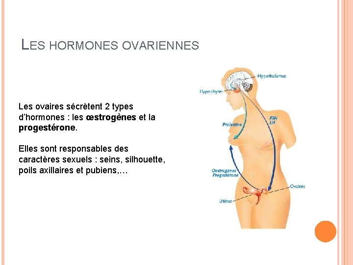 LES HORMONES OVARIENNES Les ovaires sécrètent 2 types d’hormones : les œstrogènes et la