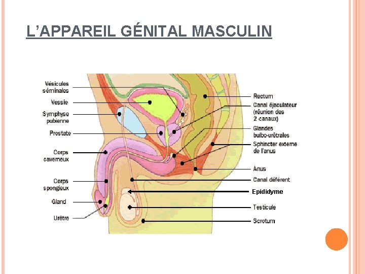 L’APPAREIL GÉNITAL MASCULIN Epididyme 