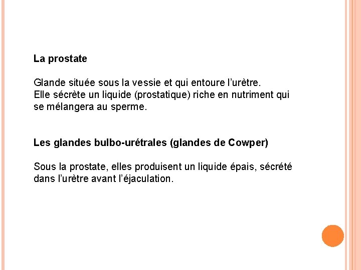 La prostate Glande située sous la vessie et qui entoure l’urètre. Elle sécrète un