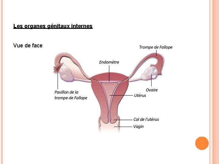 Les organes génitaux internes Vue de face 