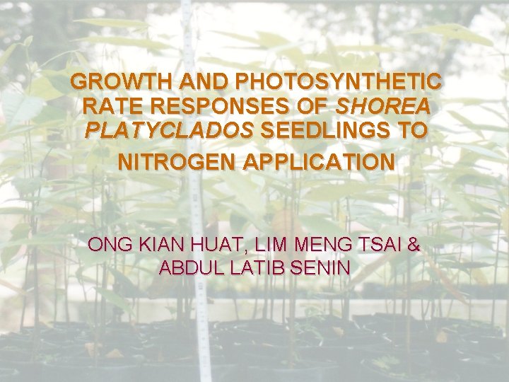 GROWTH AND PHOTOSYNTHETIC RATE RESPONSES OF SHOREA PLATYCLADOS SEEDLINGS TO NITROGEN APPLICATION ONG KIAN