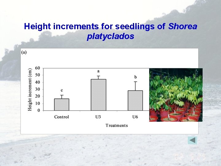 Height increments for seedlings of Shorea platyclados 