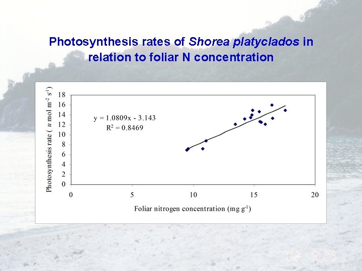 Photosynthesis rates of Shorea platyclados in relation to foliar N concentration 