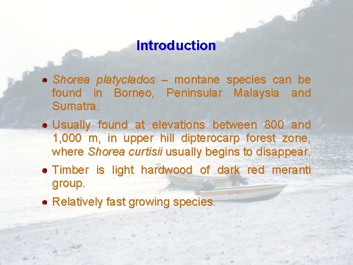 Introduction Shorea platyclados – montane species can be found in Borneo, Peninsular Malaysia and