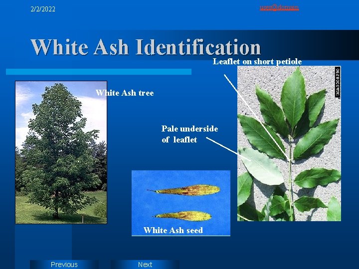 user@domain 2/2/2022 White Ash Identification Leaflet on short petiole White Ash tree Pale underside