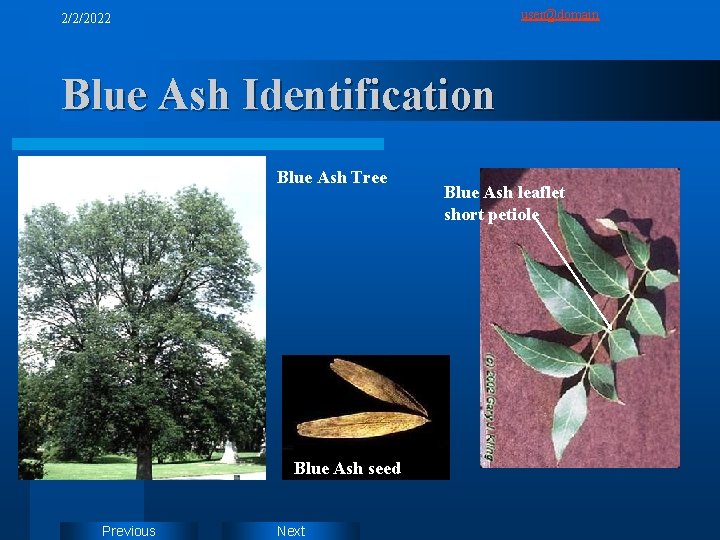 user@domain 2/2/2022 Blue Ash Identification Blue Ash Tree Blue Ash seed Previous Next Blue