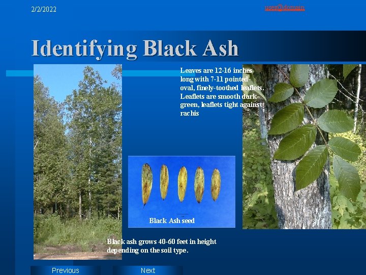 user@domain 2/2/2022 Identifying Black Ash Leaves are 12 -16 inches long with 7 -11