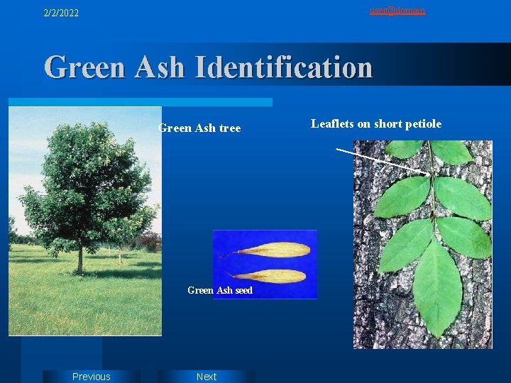 user@domain 2/2/2022 Green Ash Identification Green Ash tree Green Ash seed Previous Next Leaflets