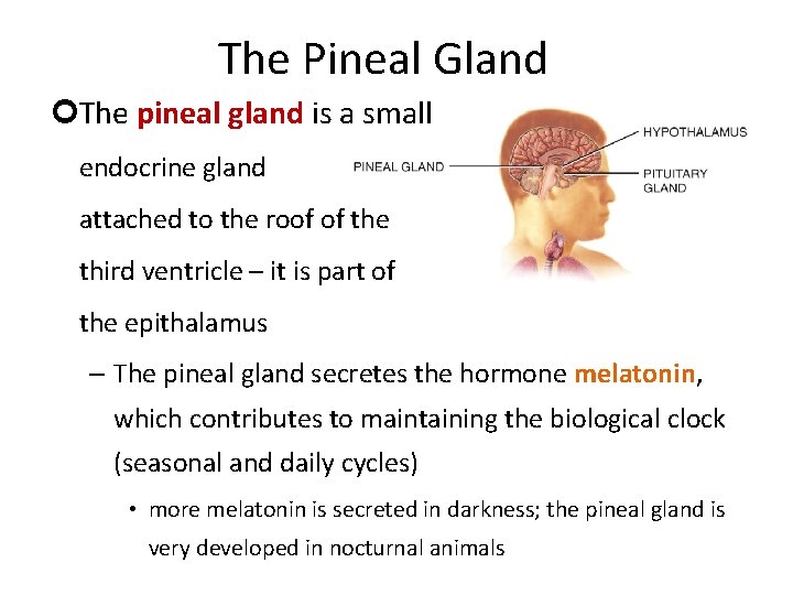 The Pineal Gland The pineal gland is a small endocrine gland attached to the