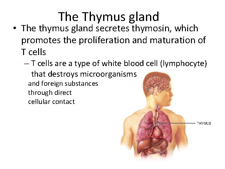 The Thymus gland • The thymus gland secretes thymosin, which promotes the proliferation and