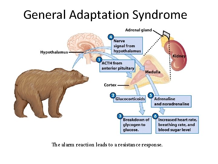 General Adaptation Syndrome The alarm reaction leads to a resistance response. 