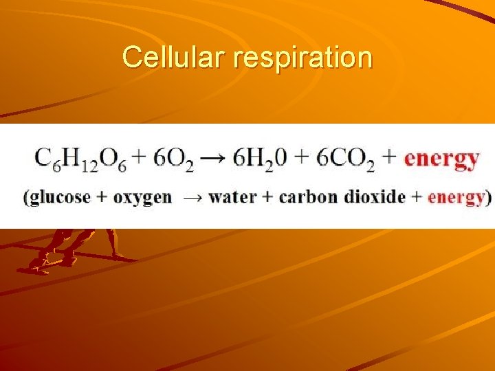 Cellular respiration 