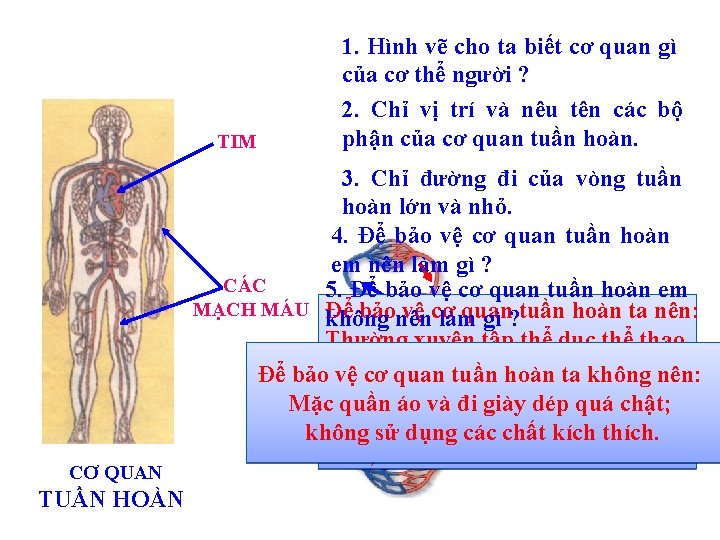 TIM CƠ QUAN TUẦN HOÀN 1. Hình vẽ cho ta biết cơ quan gì