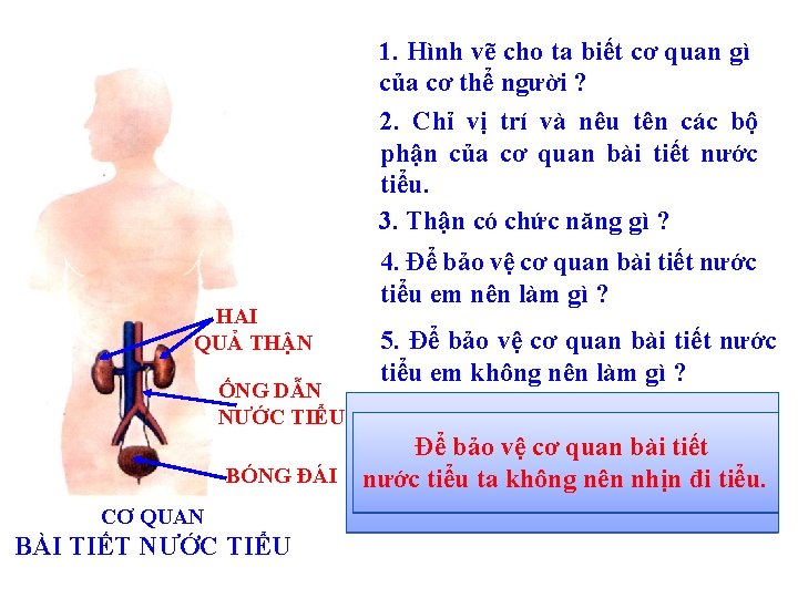 1. Hình vẽ cho ta biết cơ quan gì của cơ thể người ?