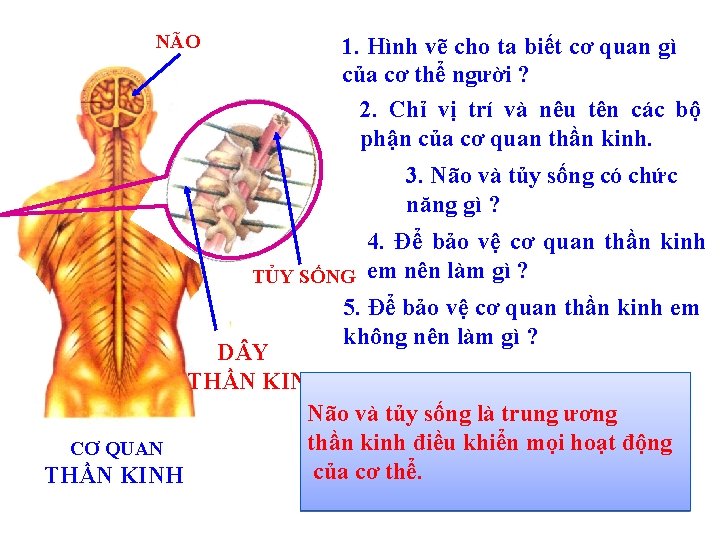 NÃO 1. Hình vẽ cho ta biết cơ quan gì của cơ thể người