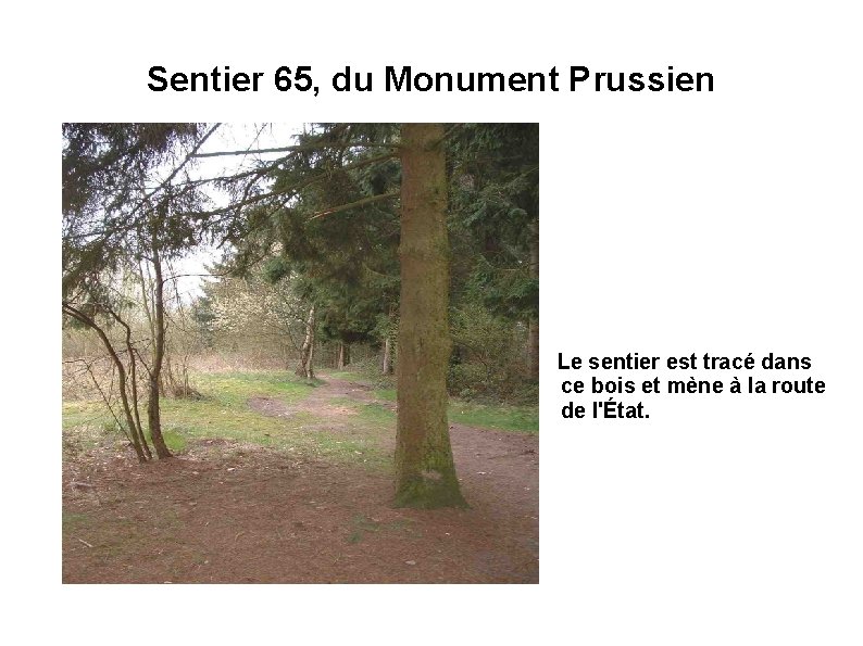 Sentier 65, du Monument Prussien Le sentier est tracé dans ce bois et mène