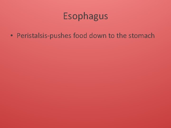 Esophagus • Peristalsis-pushes food down to the stomach 
