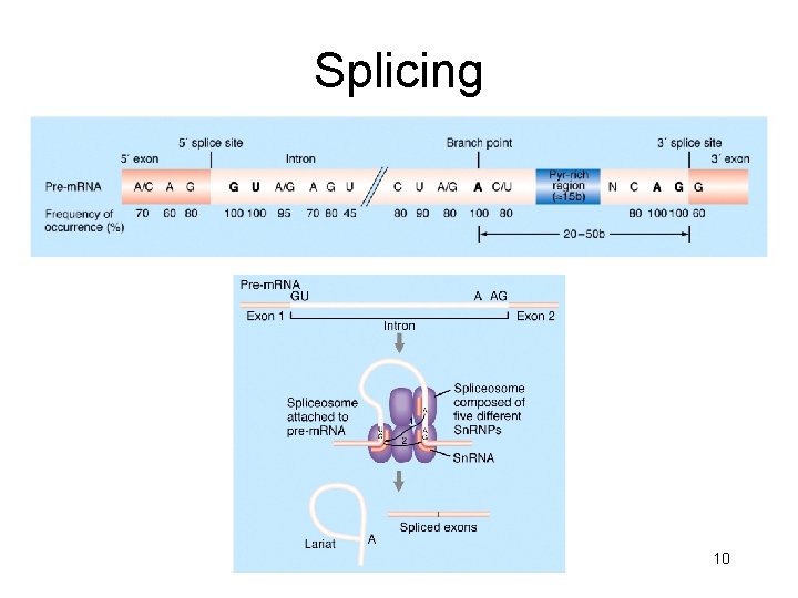 Splicing 10 