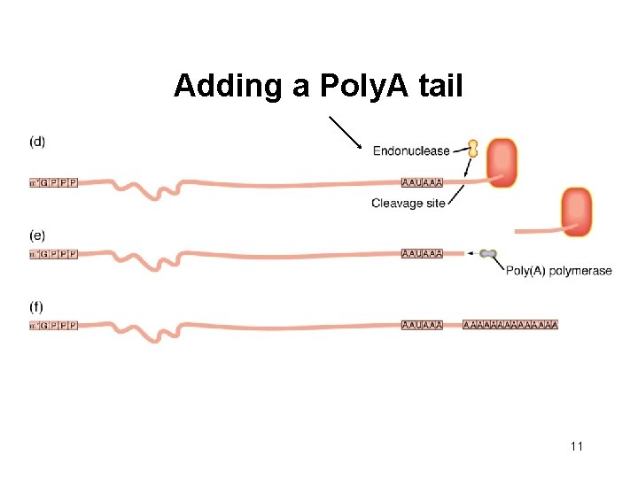 Adding a Poly. A tail 11 