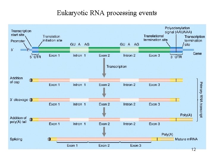 Eukaryotic RNA processing events 12 