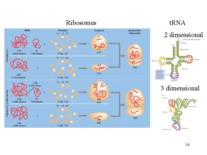 Ribosomes t. RNA 2 dimensional 3 dimensional 14 