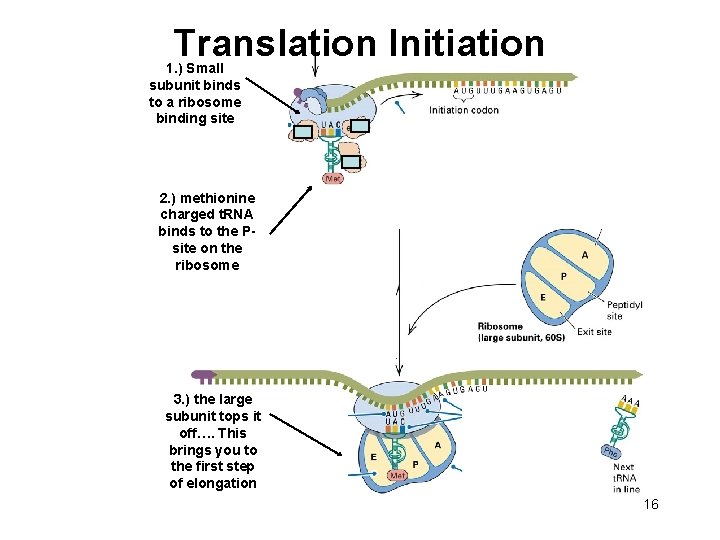 Translation Initiation 1. ) Small subunit binds to a ribosome binding site 2. )