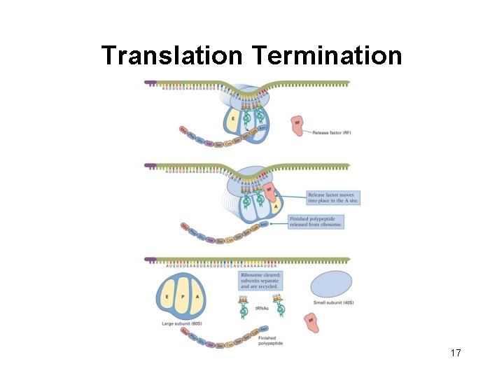 Translation Termination 17 