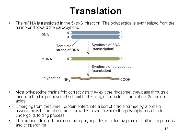 Translation • The m. RNA is translated in the 5’-to-3’ direction. The polypeptide is