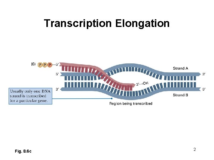 Transcription Elongation Fig. 8. 6 c 2 