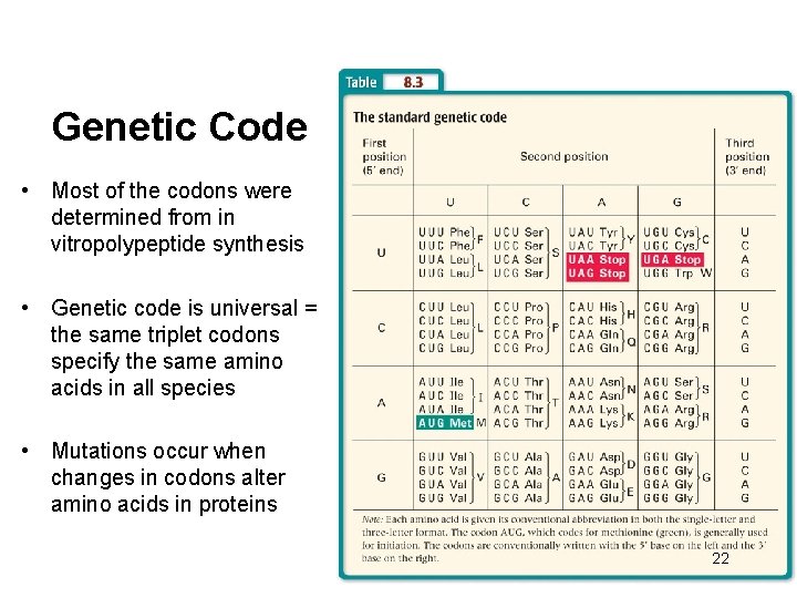 Genetic Code • Most of the codons were determined from in vitropolypeptide synthesis •