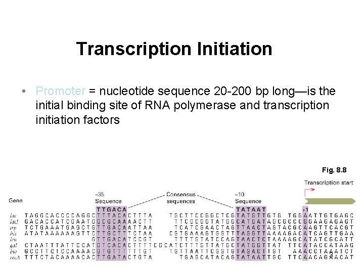 Transcription Initiation • Promoter = nucleotide sequence 20 -200 bp long—is the initial binding