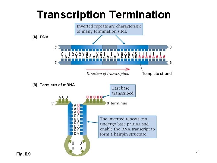 Transcription Termination Fig. 8. 9 4 