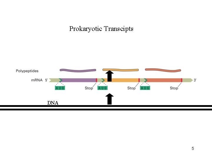 Prokaryotic Transcipts DNA 5 