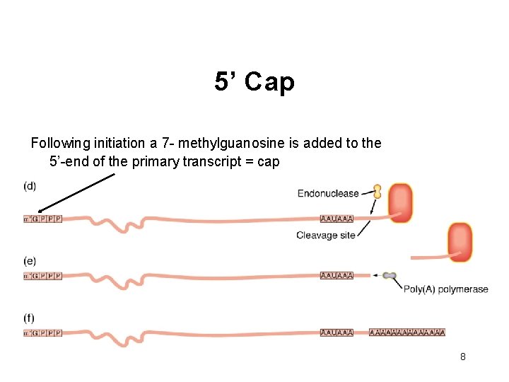 5’ Cap Following initiation a 7 - methylguanosine is added to the 5’-end of