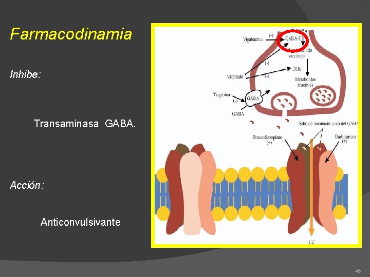 Farmacodinamia Inhibe: Transaminasa GABA. Acción: Anticonvulsivante 46 