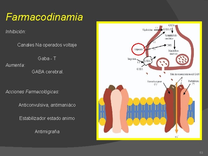 Farmacodinamia Inhibición: Canales Na operados voltaje Gaba - T Aumenta: GABA cerebral. Acciones Farmacológicas: