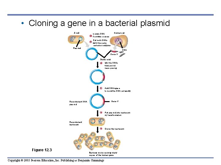 • Cloning a gene in a bacterial plasmid E. coli Human cell Isolate • Cloning a gene in a bacterial plasmid E. coli Human cell Isolate