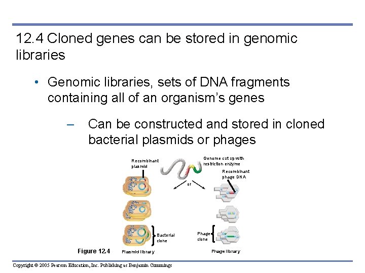 12. 4 Cloned genes can be stored in genomic libraries • Genomic libraries, sets 12. 4 Cloned genes can be stored in genomic libraries • Genomic libraries, sets